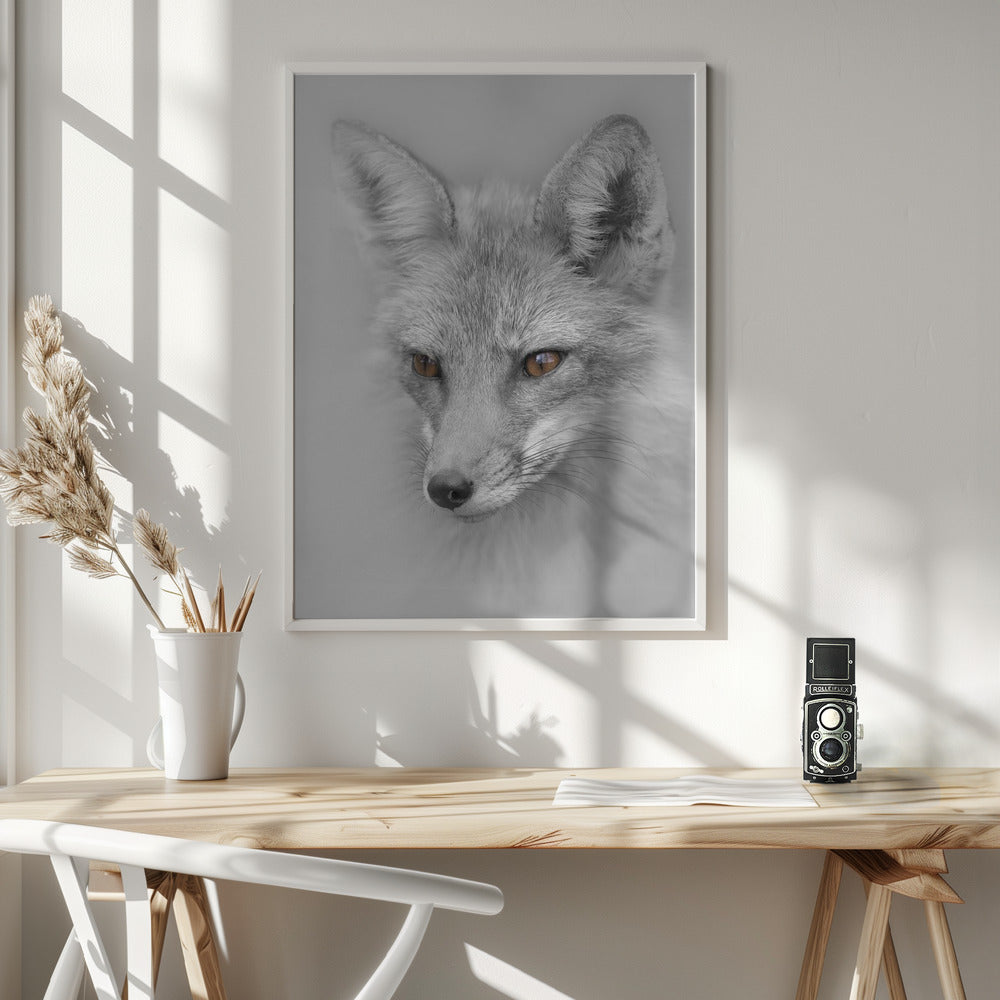Red Fox Portræt plakat