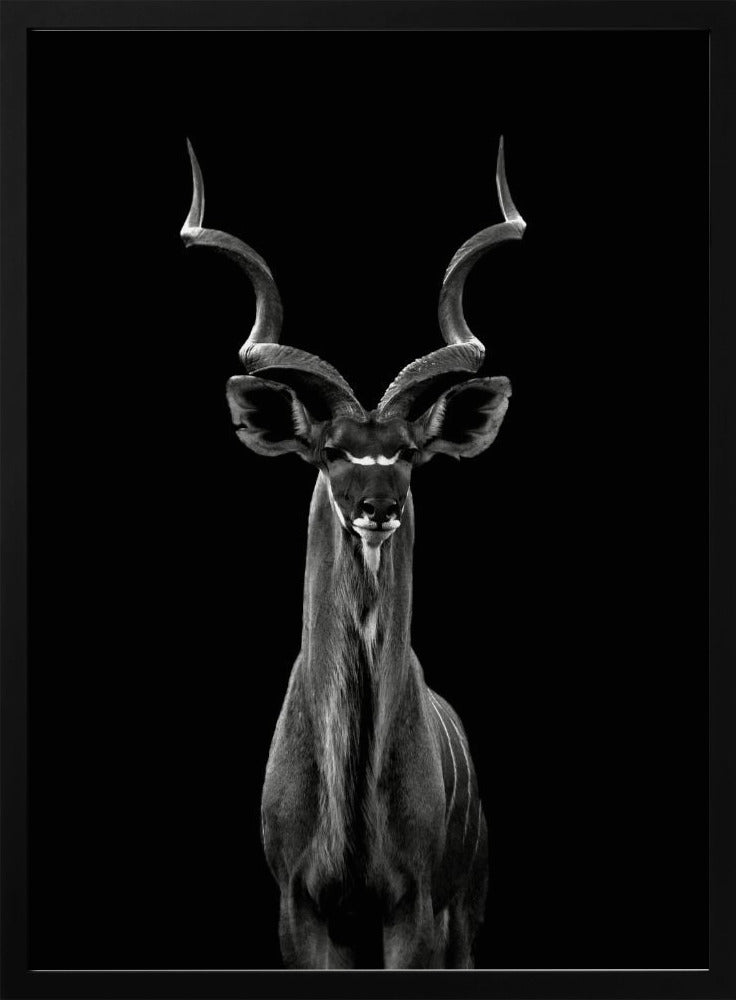Greater Kudu plakat