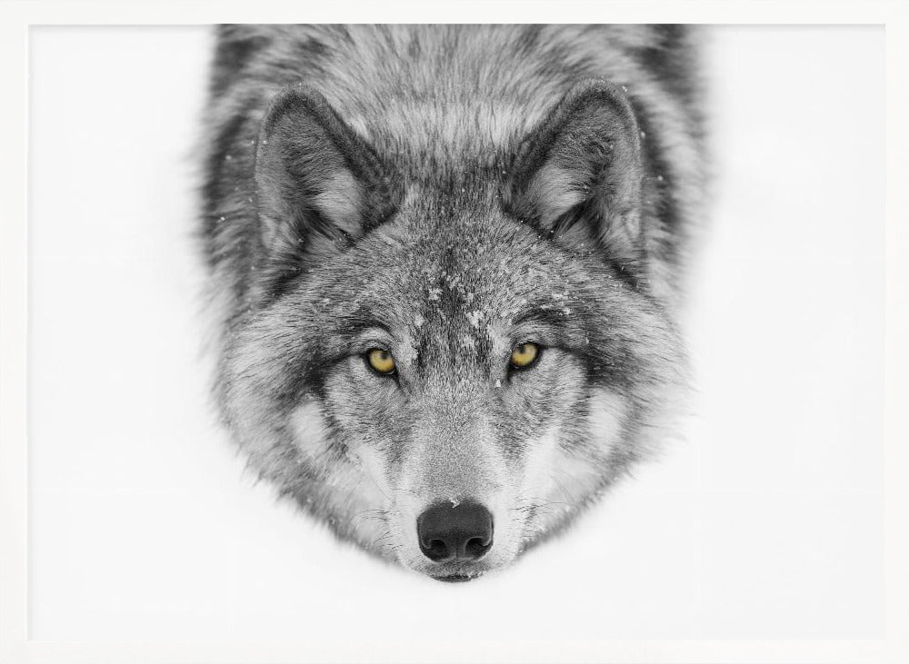Timber Wolf No2 Plakat