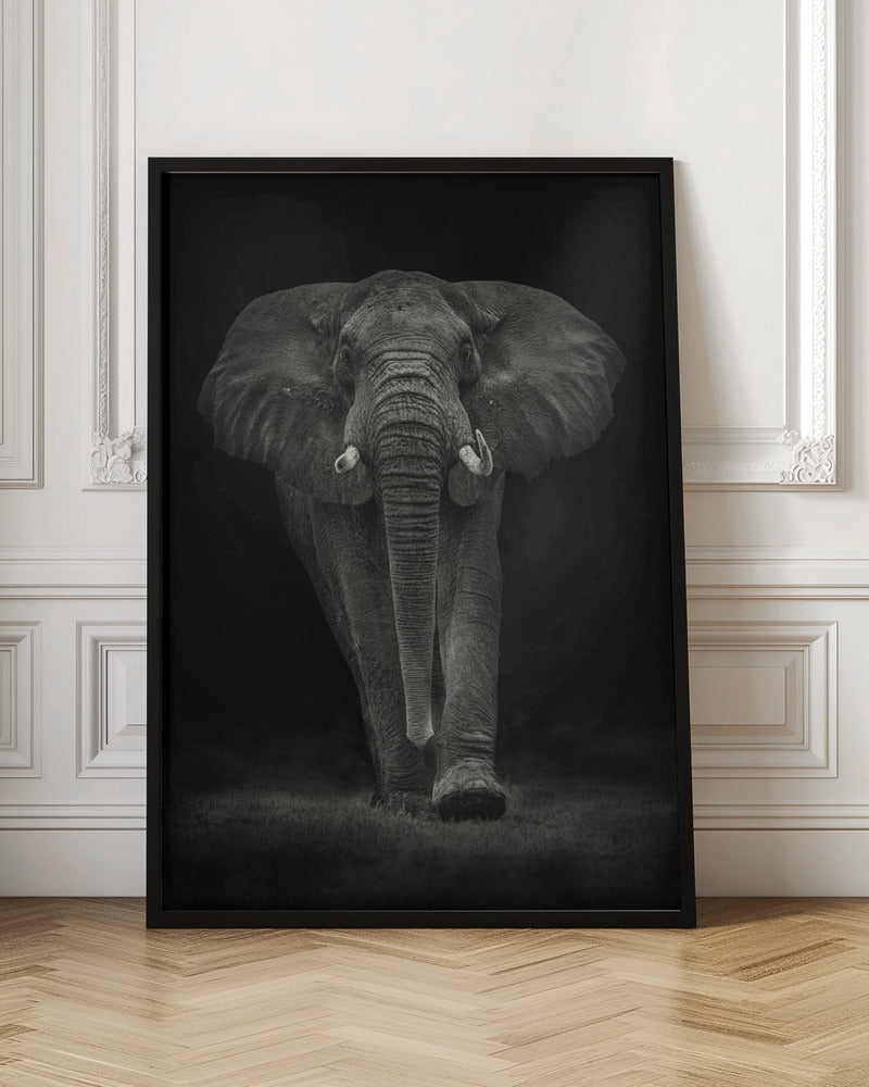 Ngorongoro Bull plakat