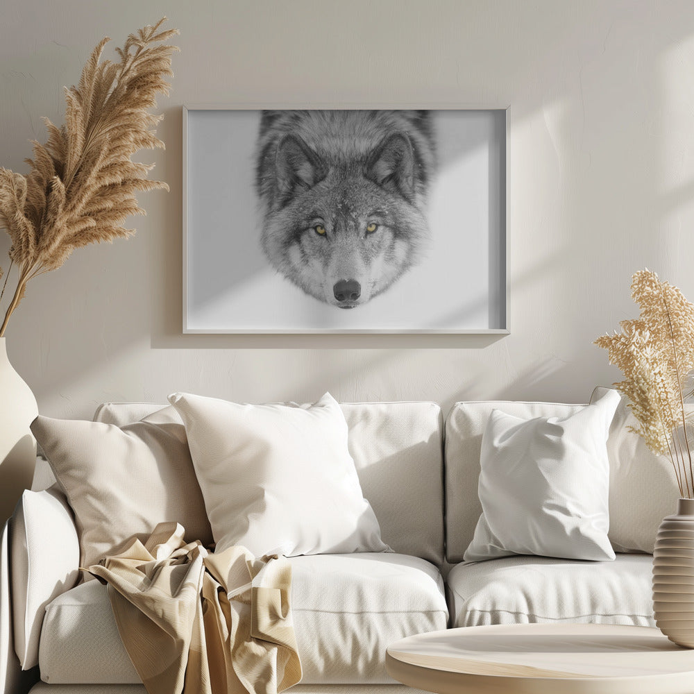 Timber Wolf No2 Plakat