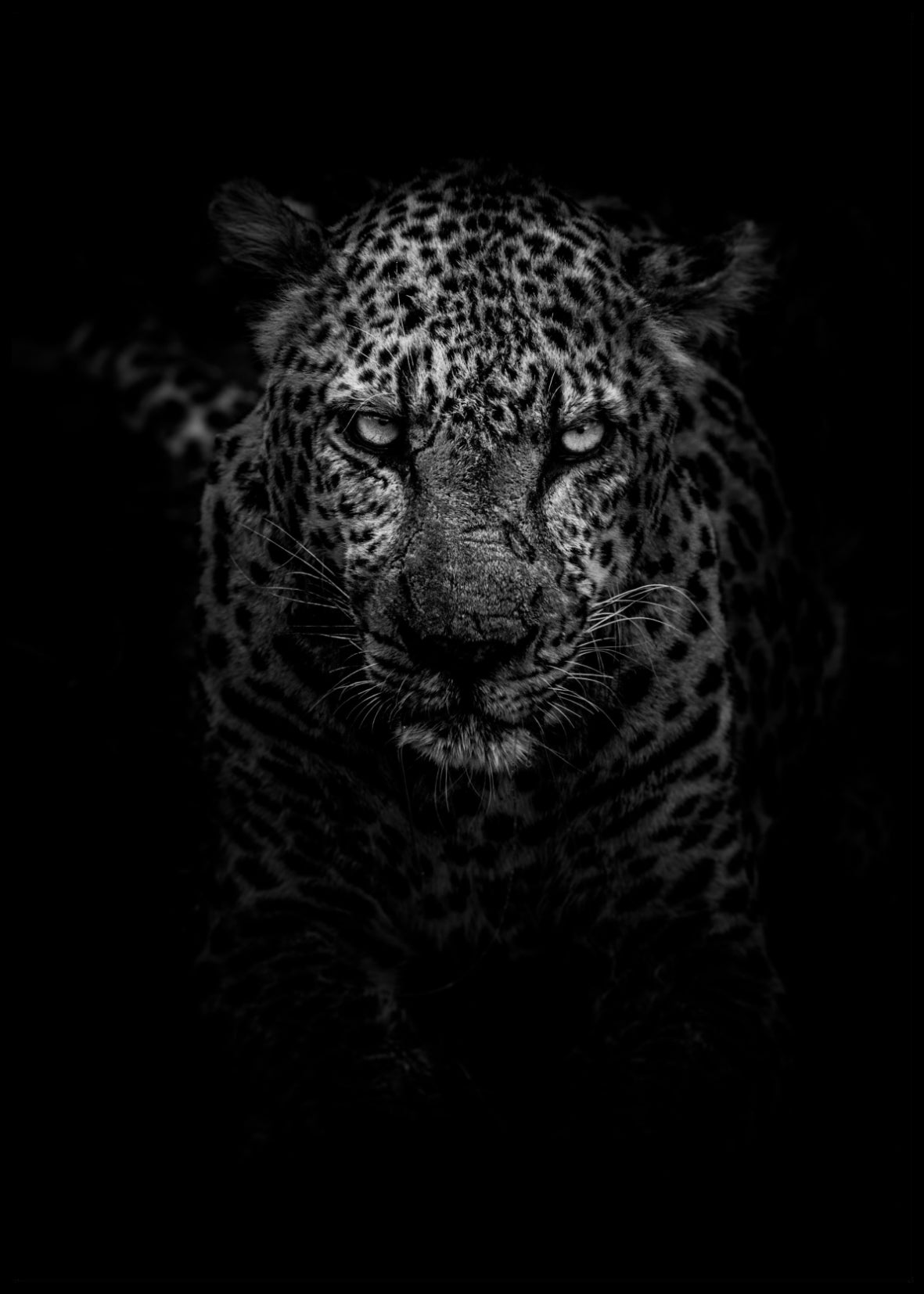 Leopard plakat