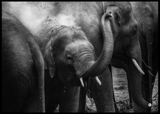 Elefant familie plakat