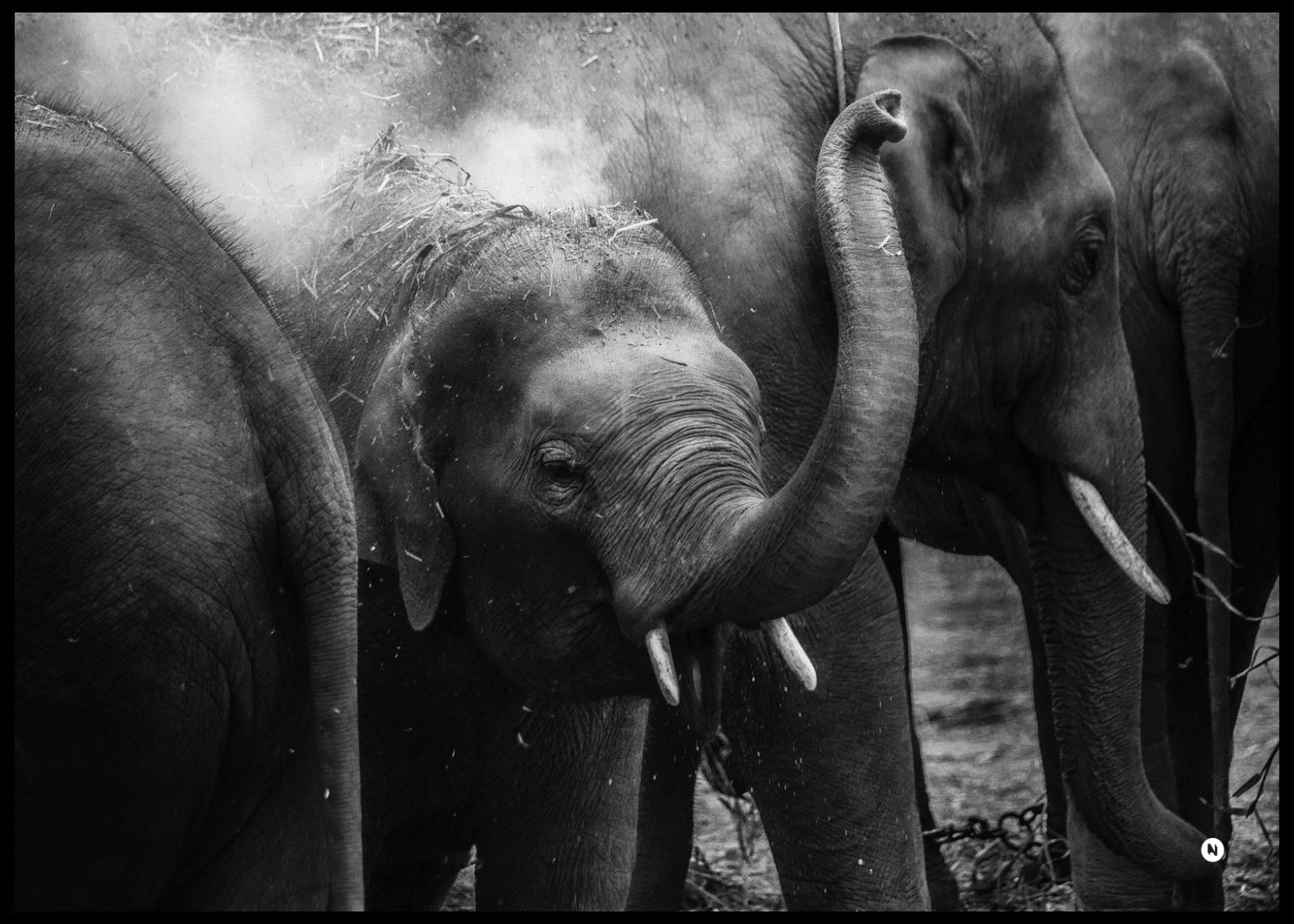 Elefant familie plakat