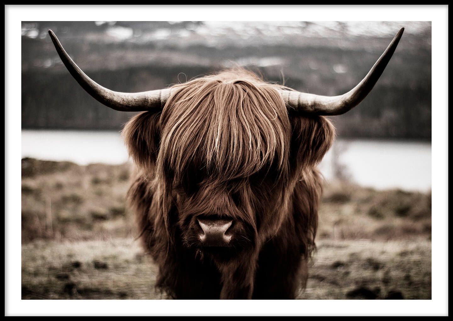 Highland Cow plakat