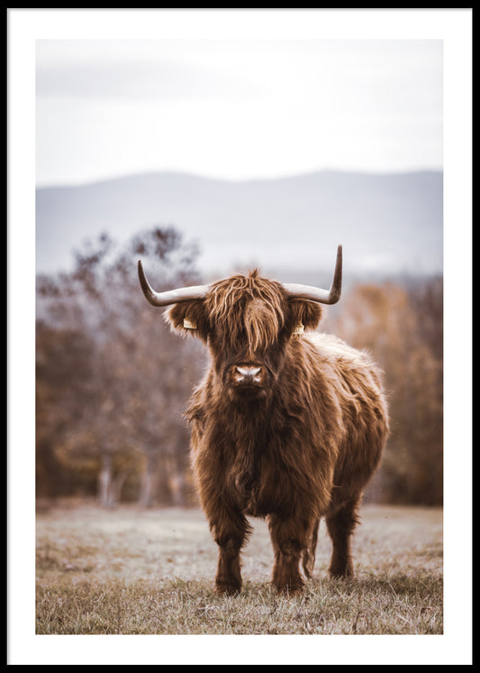 Highland Cow No2 plakat