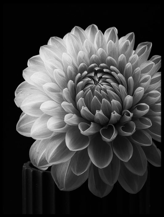 Dahlia No2 plakat