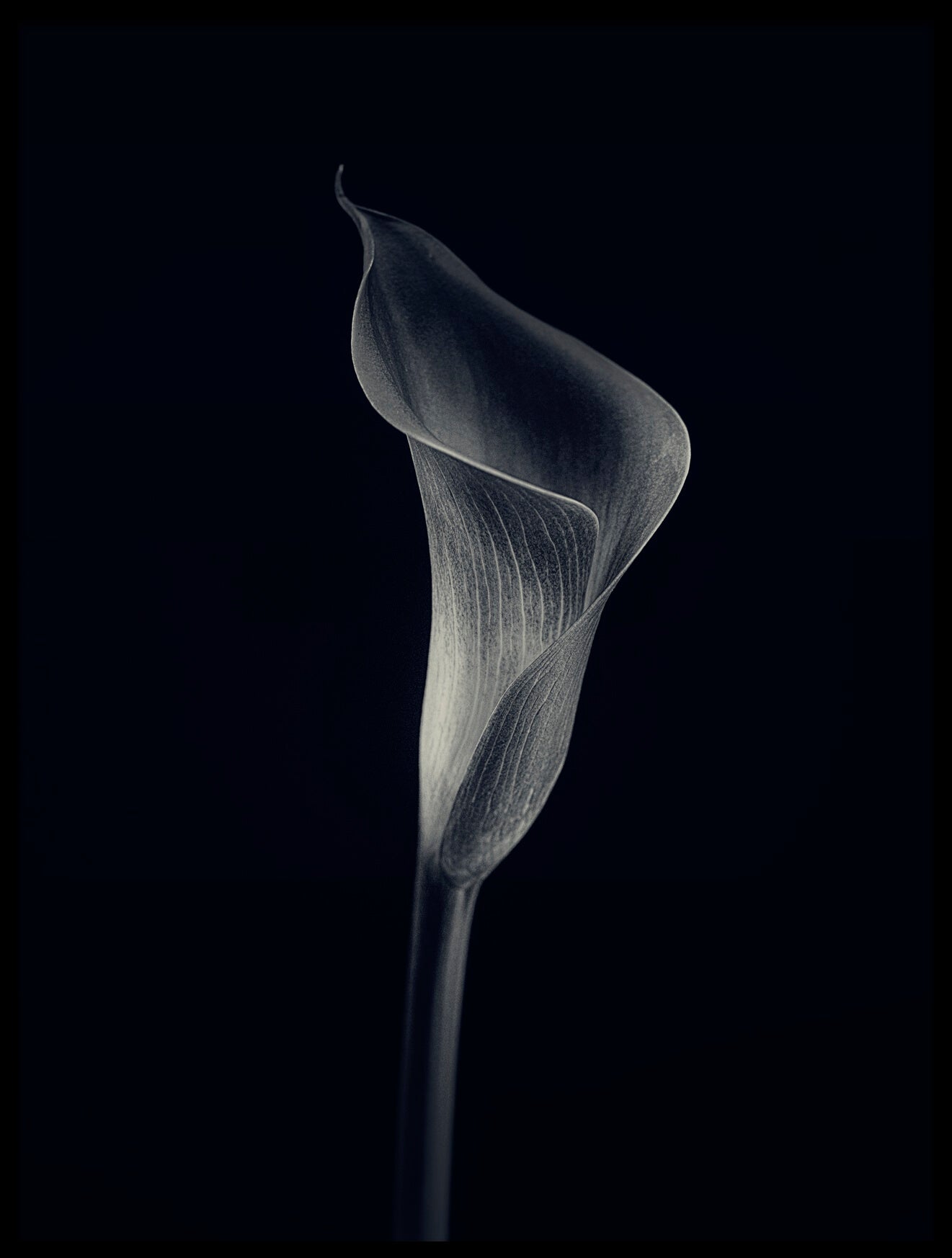 Calla Lily plakat