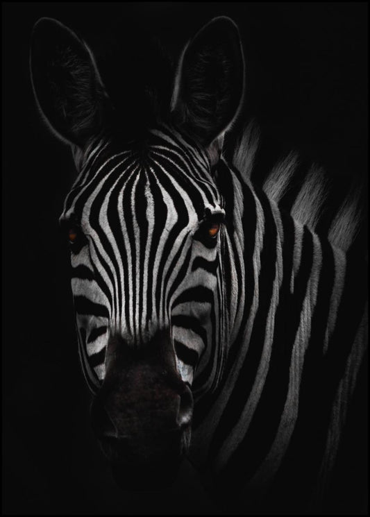 Zebra plakaten