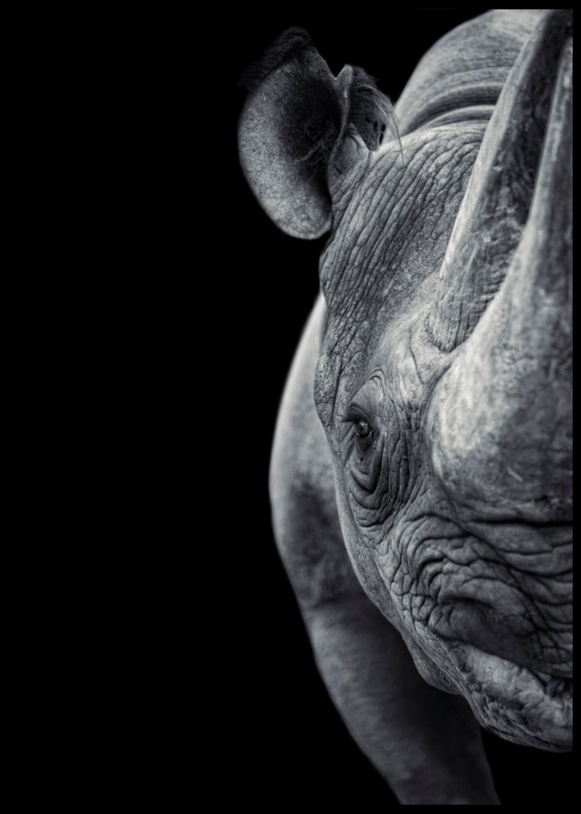 Rhino plakat