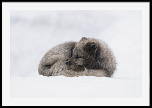 Arctic Fox plakat