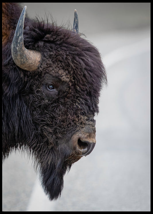 Bison plakat