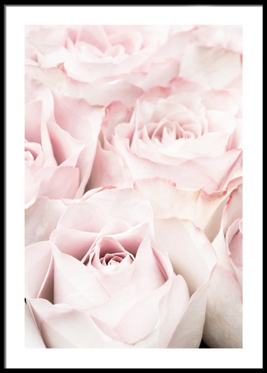 Rose plakat