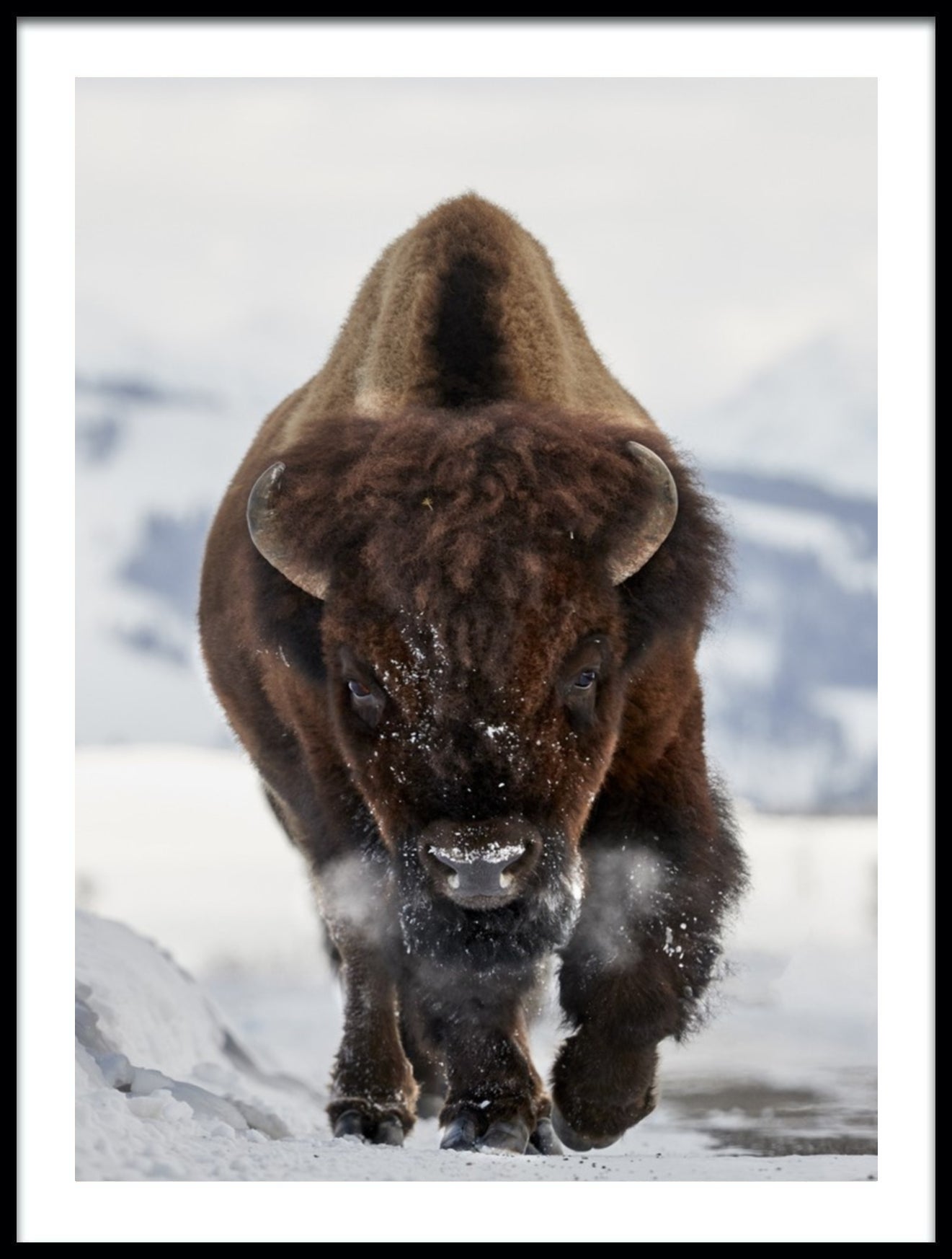 Bison indkommende plakat