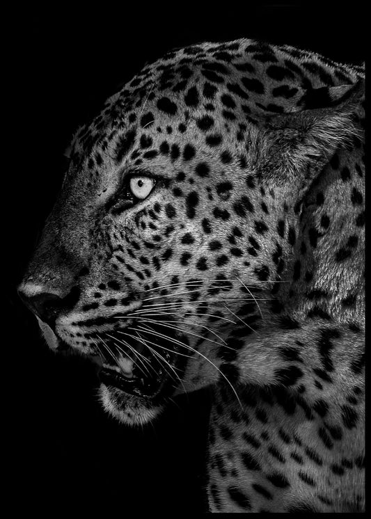 Leopard No3 plakat