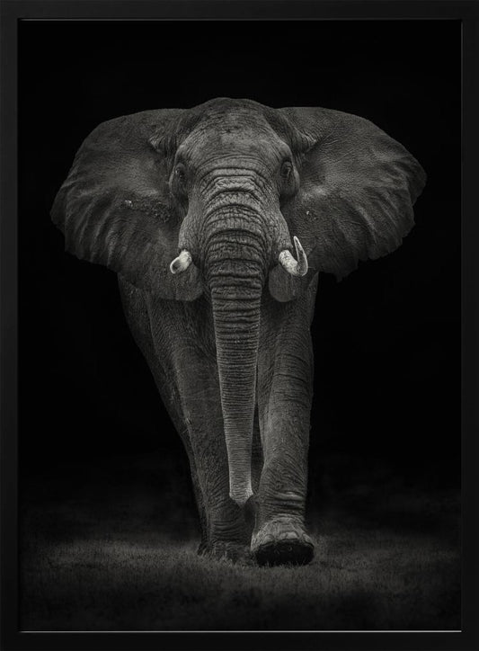 Ngorongoro Bull plakat