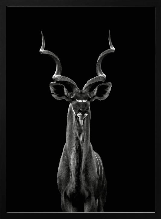 Greater Kudu plakat