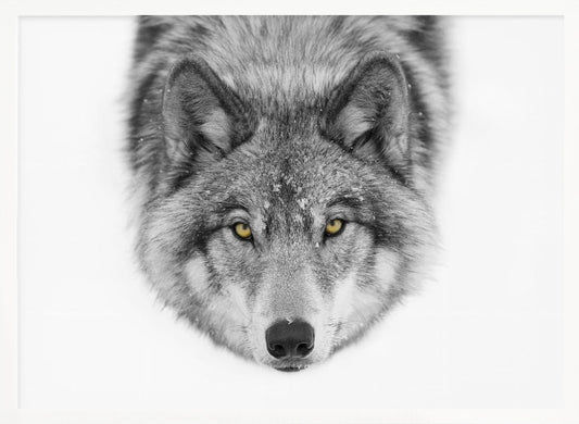 Timber Wolf No2 Plakat