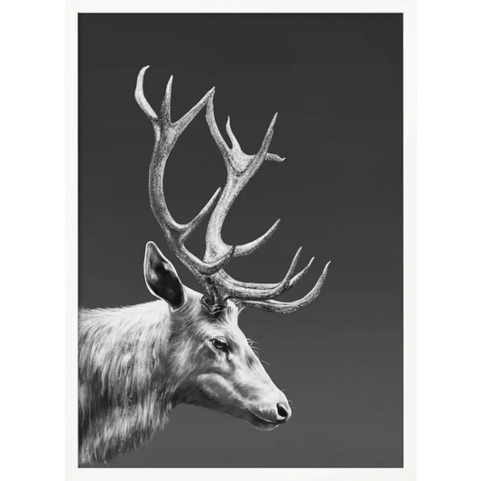 Reindeer Poster - 2498085