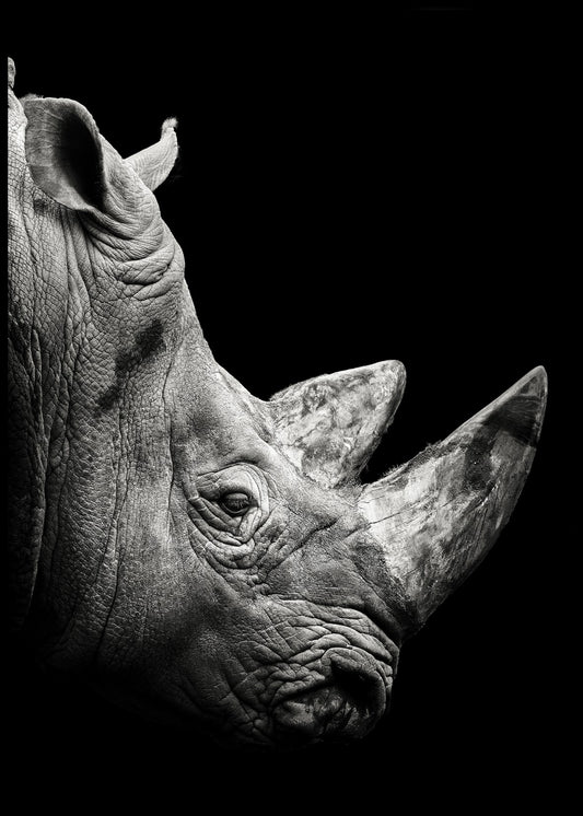 Rhino plakat